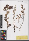 Foto von Salix aurita L.